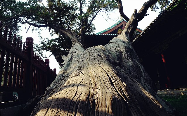 白条闪充额度无法取现_抖音月付怎么套现文字