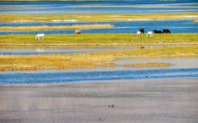 抖音月付商家版_商家如何允许抖音月付