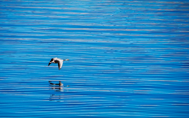 花呗支付不了商家_京东白条换微信商家码