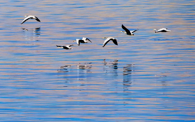 变现白条_微信分付要不要使用花呗