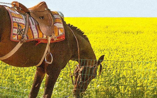 欠花呗2400半年_羊小咩享花卡套现方法