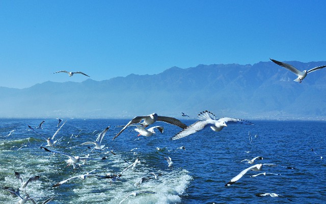花呗套现收费_株洲花呗套现