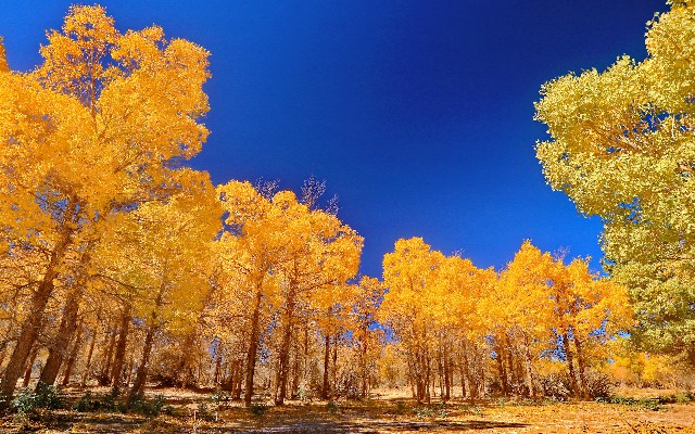 羊小咩享花卡套出来不还_白条额度如何领取现金