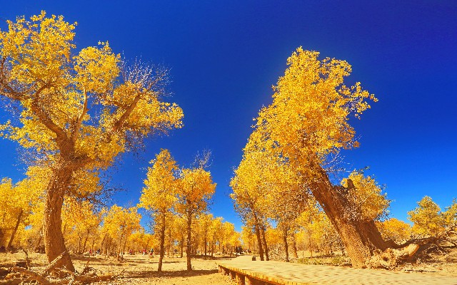 花呗机票自套_花呗怎么才可以套出来