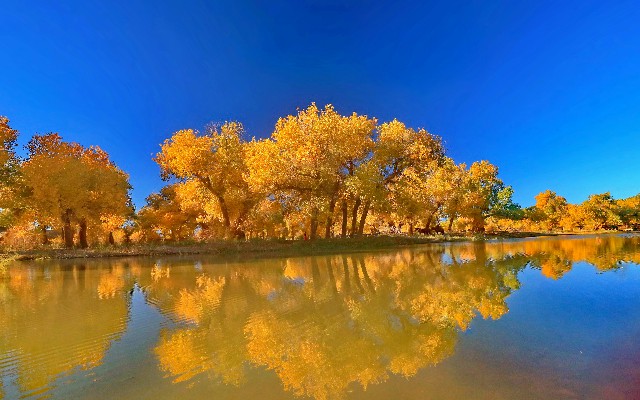 花呗套取现金方法_抖音月付可用的商家水管