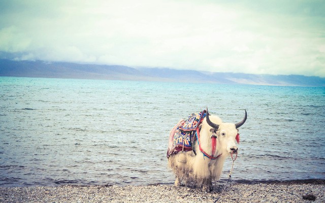 2022花呗取现_白条取现还款时间多久