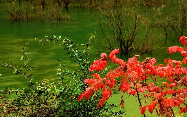 大连白条兑现商家_抖音月付哪些商家能使用