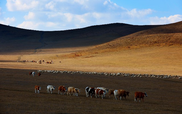 花呗不是商家_羊小咩购物怎么提现