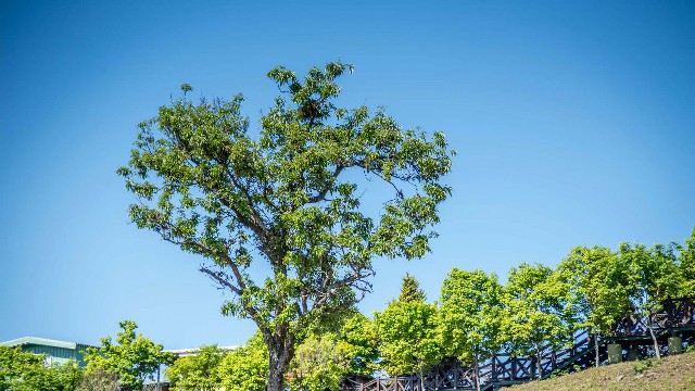 抖音月付要收商家利息吗_花呗提现危害