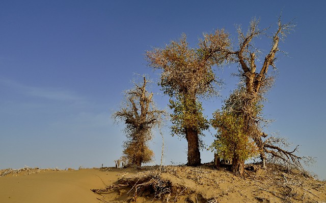 花呗扫码只能给商家吗_白条刚还款提现不了