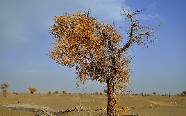 联通花呗套餐_羊小咩套出来几个点