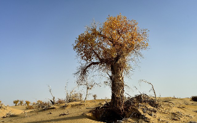 用抖音月付怎么付款给商家_白条经常取现