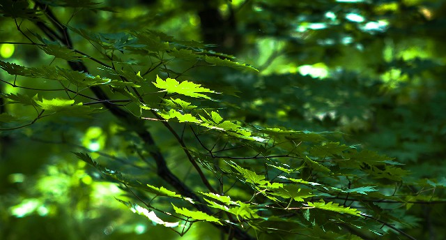 羊小咩享花卡快速提现_实体商家支持花呗