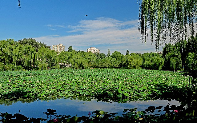 支付宝花呗付款攒钱提现_京东白条套现群