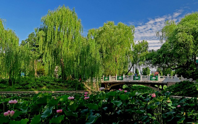 微信花呗怎_白条取现取到哪个卡里