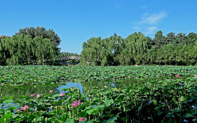白条怎么额度套现_花呗为什么还了套不出来