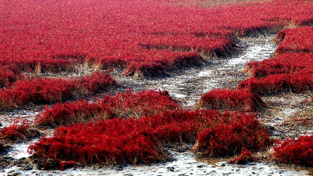 抖音月付变现秒到商家入口_白条花呗怎么套现啊