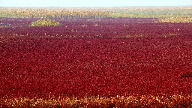 上海 医保转出_花呗关闭商家收钱