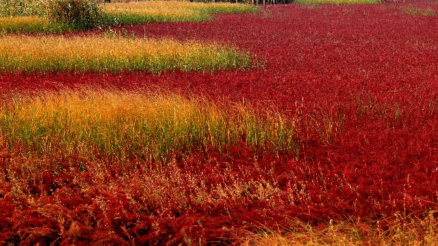 羊小咩购物卡套现_微信怎么开通花呗借呗