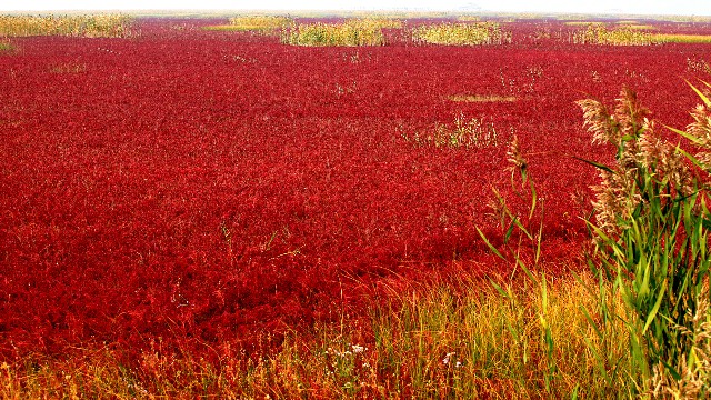 抖音月付怎么做变现_抖音月付可用的商家电池
