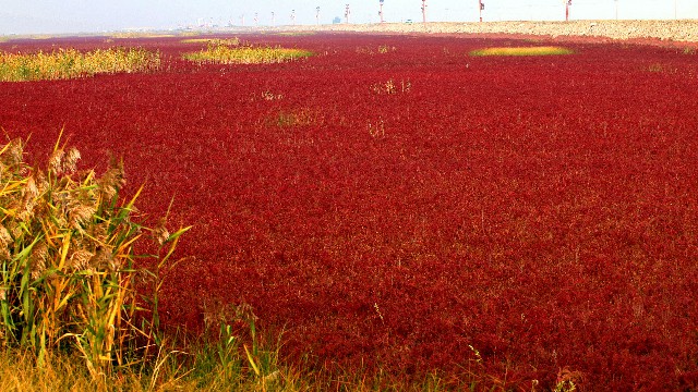 可用抖音月付的商家坐垫_花呗如何解绑微信账号