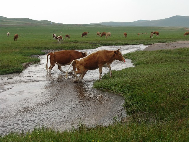 医保报销如何取出来_苹果商家花呗分期额度券