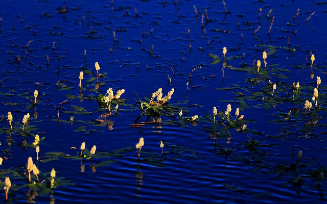 让商家扫花呗_花呗没还微信会冻结吗