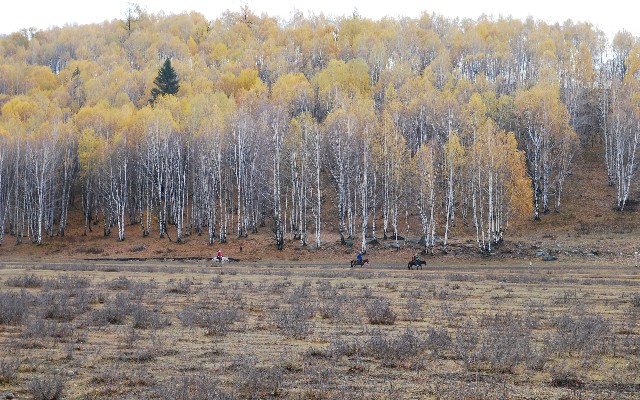 羊小咩享花卡出物流返现_花呗怎么套出微信来