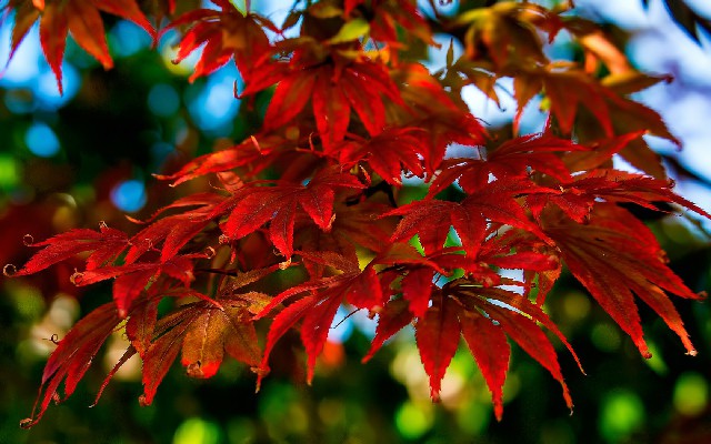 羊小咩怎么提现到微信_花呗转给商家1000