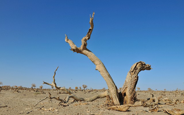 广发白条卡可以绑定取现_百信银行卡能不能用花呗