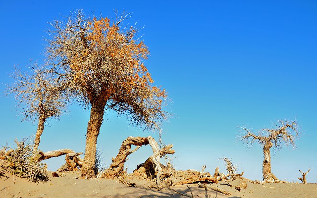 手机花呗骗局套路_联通办理套餐用花呗