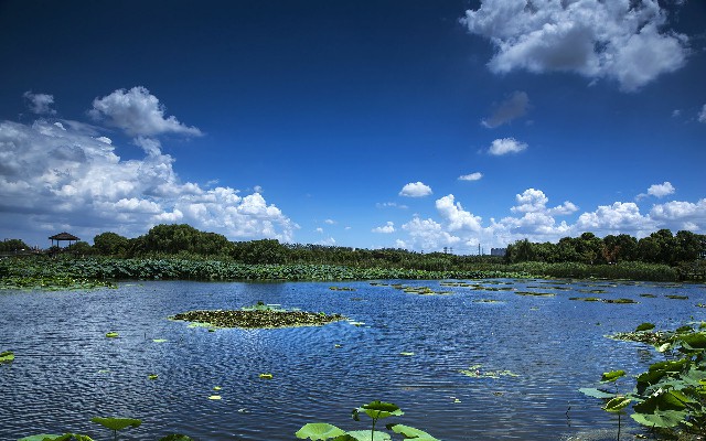 白条风控要怎么套出来_抖音月付套现教程是真的吗