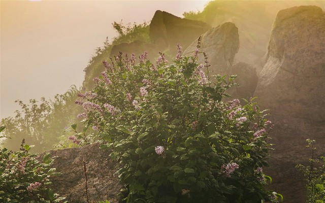 羊小咩返现提现_抖音月付商户套现