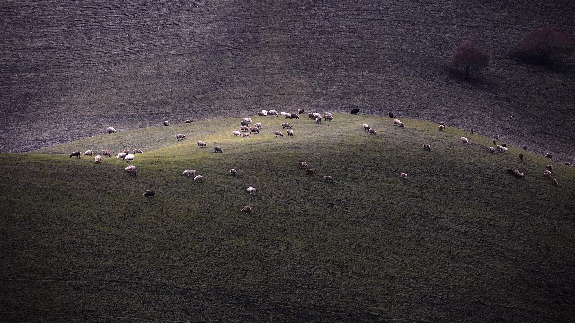 专业回收白条的商家有吗_商家白条不能用