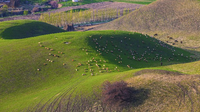 花呗借呗被骗子套走了_成都抖音月付可用的商家