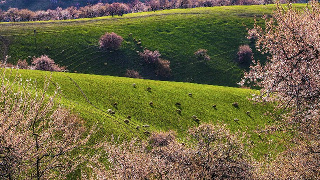 抖音商家发放月付额度是真的吗_白条提现方案