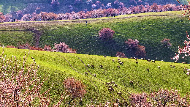 向商家白条支付用不了_花呗绑定的银行卡被盗刷
