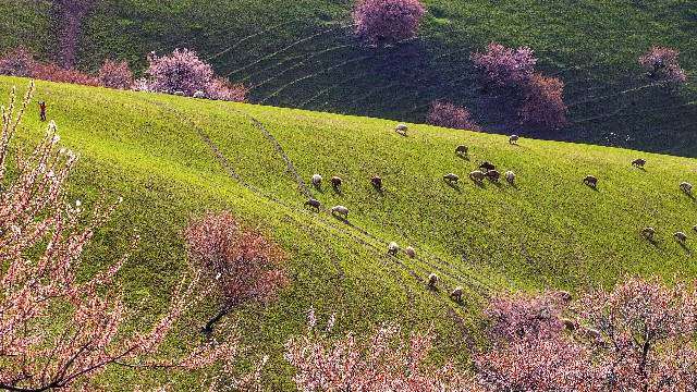 花呗套现weibo_抖音月付商家功能在哪
