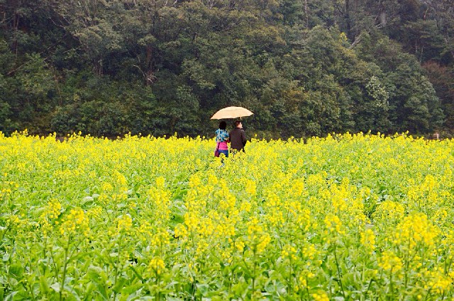 京东白条加油包怎么套现_商家码用白条