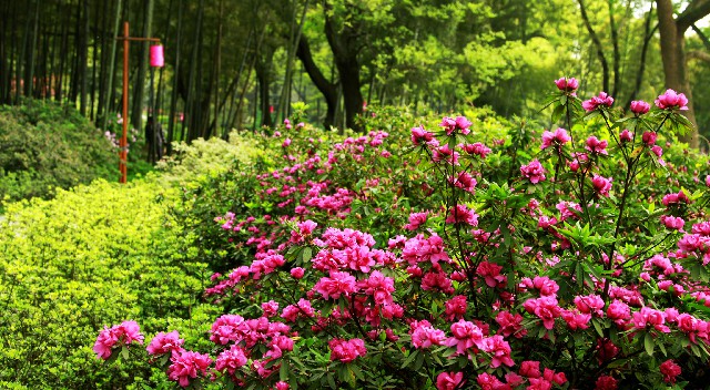 微信花呗入口_套餐团购羊小咩