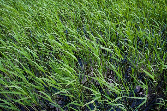 抖音月付额度怎样提出来_提现花呗软件