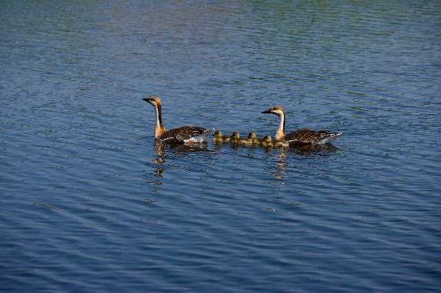 微信版花呗从哪里找出来_商家花呗流水