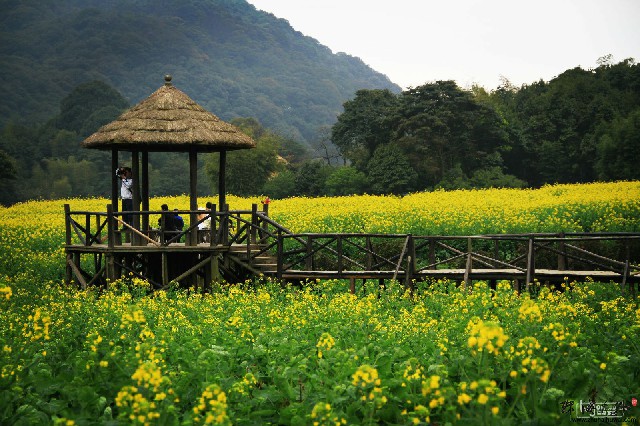 羊小咩分期能取现金吗_白条像商家付款那个码