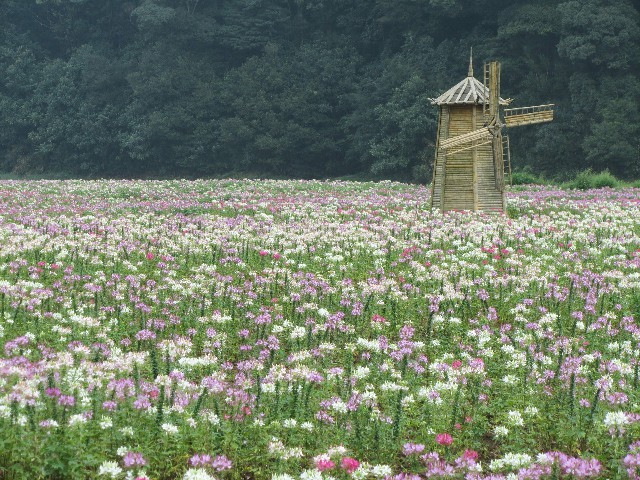 抖音月付可用的商家回力_商家被关闭花呗