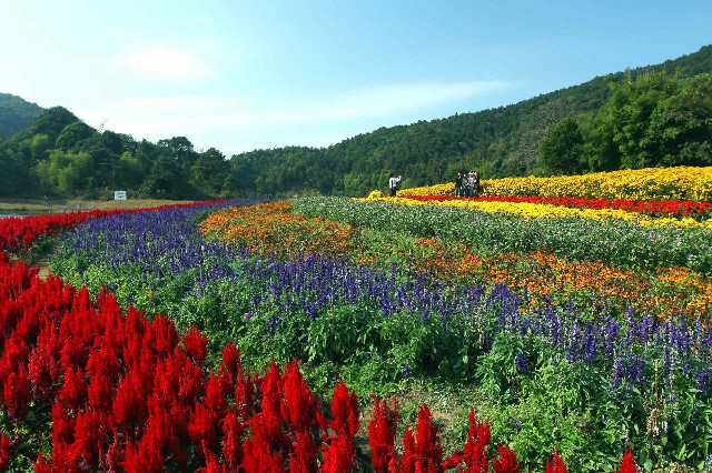 乌鲁木齐金东白条套现_花呗付钱套