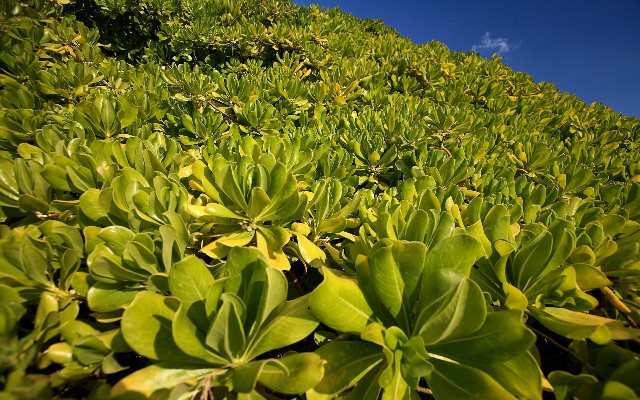 银行卡会主动还花呗吗吗_京东白条怎么提到银行