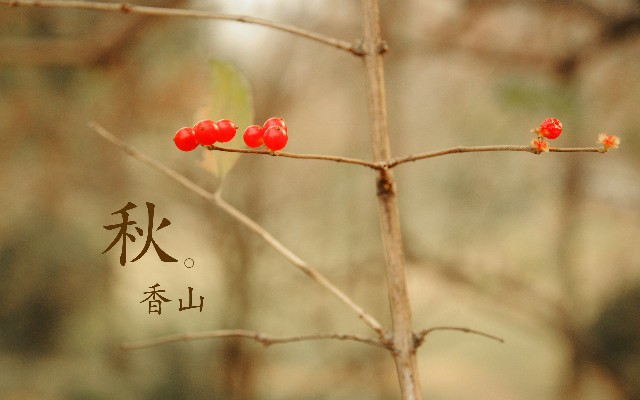 白条额度怎么提到储蓄卡_淘宝店铺花呗套