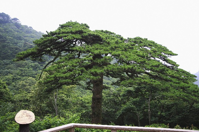 如何 套 花呗出来_退款到花呗钱怎么提现