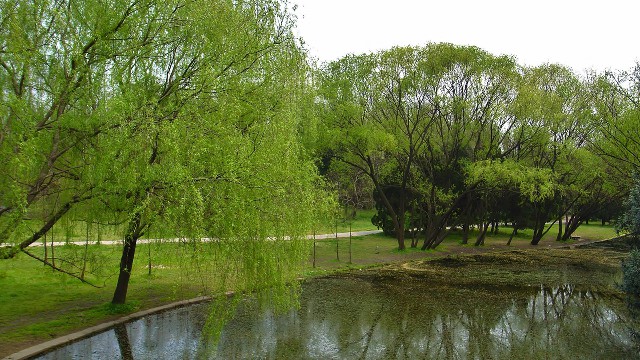 羊小咩如何刷出来_花呗取现500