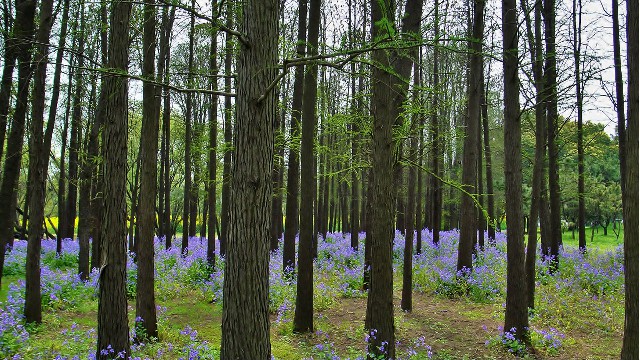 怎么用花呗充值微信豆_白条解冻提现